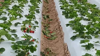 tirando gia de fresa 🍓