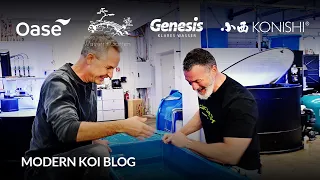 Modern Koi Blog #5978 - Tom und seine ersteigerten männlichen Nisai