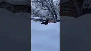Moose eats from snow-covered tree in Anchorage, Alaska