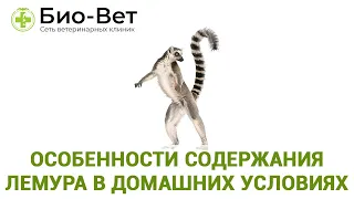 Особенности Содержания Лемура В Домашних Условиях & Сколько Стоит Домашний Лемур. Ветклиника Био-Вет