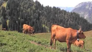 Troupeau de vaches tarines dans la Grande Chartreuse  .MOD