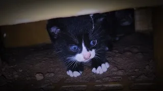 The kitten I was caring for died horribly. And the mother cat's amazing reaction