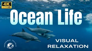 Erase Stress: Cinematic Ocean Experience