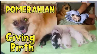 POMERANIAN | GIVING BIRTH | ACTUAL  | AMAZING