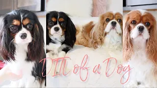 DAY IN THE LIFE OF A CAVALIER KING CHARLES SPANIEL | DOGS LIFE