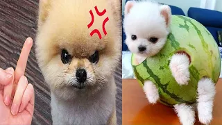 Tik Tok Chó Phốc Sóc Mini 😍 Funny and Cute Pomeranian #308