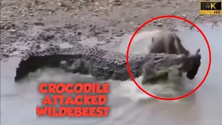 Crocodile attacked wildebeest || Crocodile hunted Wild beast || Crocodile Killed wildebeest