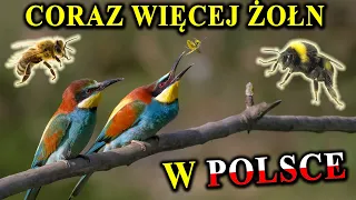 ŻOŁNA - Ptak, Który Zjada Osy, Szerszenie, Trzmiele, Pszczoły