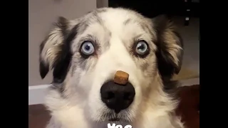 These funny dogs will make your day 🤣 😂