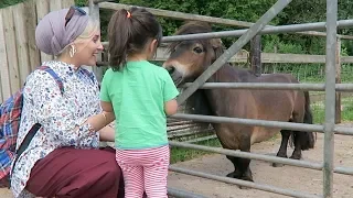 The Smallest Horse you will EVER SEE!