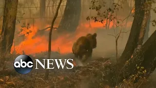 Bushfires in Australia threaten koalas with extinction
