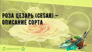 Роза Цезарь (Cesar) — описание сорта