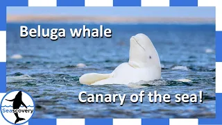 Why Beluga Whales are called Canaries of the Sea (Delphinapterus Leucas)