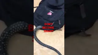 snake  in bag