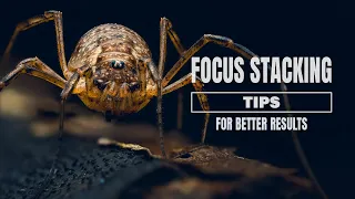 Focus Stacking Tips for Better Results | Macro Photography
