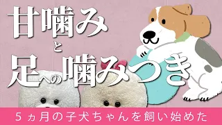 【犬のしつけ】生後5ヵ月の子犬甘噛みするし足を噛む【悩み相談ライブ切り抜き】