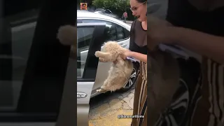 Mi michi castigado por comerse la comida que era para todos. 😭