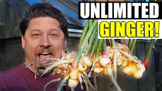 How To Grow Ginger At Home In 2023!