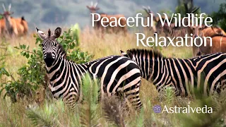 Peaceful Wildlife Relaxation ~ A heartwarming visual journey with soothing ambient music.