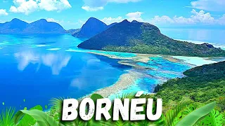 The 10 Great WONDERS of NATURE That Only Exist in BORNEO - Great Tropical Forests Ep. two