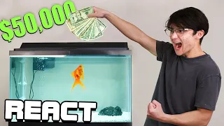 React: I Gave My Goldfish $50,000 to Trade Stocks