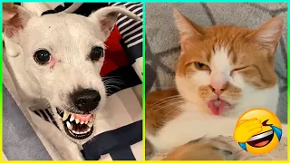 Los Animales Más Divertidos y Traviesos Están De Vuelta 😂 Parte 3