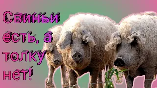 Отзыв о свиньях породы Венгерская Мангалица!