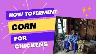 How to Ferment corn for chickens