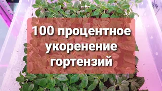 сто процентное укоренение гортензий