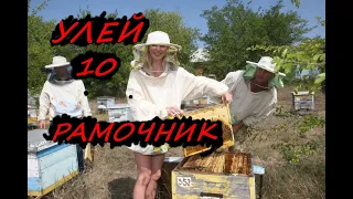 Работа с 10 ромочными ульями, Пчеловодство