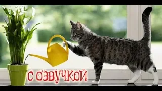 Приколы с котами с ОЗВУЧКОЙ – Мемы 2018 - Смешные коты и кошки -  Domi Show