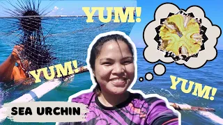 Sea Urchin Adventure | (Tuyom)