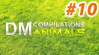 Funny animals compilation 2014 / Смешные животные Супер Подборка 2014 #10