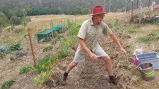 Week 51 urban farm - soil improvement for year 2 - Peter Kearney