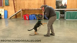 Smiling "Sara" 4.5 Mo German Shepherd Personal Protection Dog Brain Exercises Obedience And Tricks