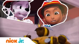 Щенячий патруль | Щенки спасают королеву пчел 🐝| Nick Jr. Россия