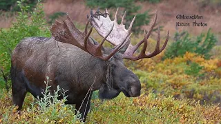 Dating In Alaska Moose Style Part II | MooseMan Video Photography Calendar