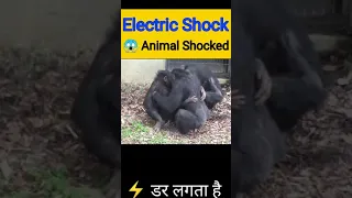 Emotional Electric Shock 🥺 Monkey Electric Shock 🥺 Animal Love