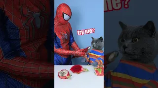 Oh My Poor Spider-Man！Don't Try Again 😱😼 | Funny Cat TikTok #funnycat #catsoftiktok  #shorts