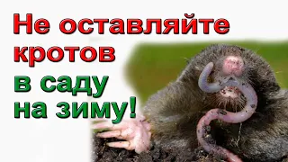 Как избавиться от кротов на участке.  100% способ!