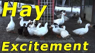 The Ducks Love Their Hay Treats #95 Wintering Ducks & Geese