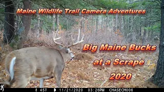 Maine Wildlife Trail Cam Adventures - BIG Maine Bucks at a Scrape 2020 ~