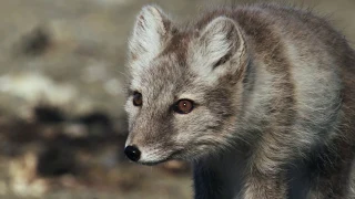 Breaking news: the Arctic fox’s secret hunting weapon is revealed!