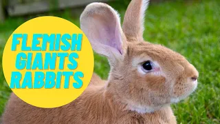 6 of the most popular questions about flemish giant rabbit