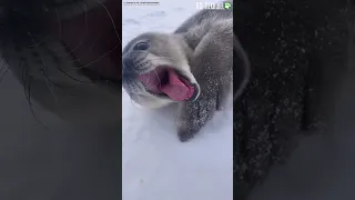 Wer hätte gedacht, dass Robbenbabys so süß klingen?!😍