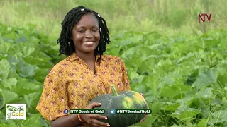 Explore the lucrative pumpkin business in Uganda | SEEDS OF GOLD