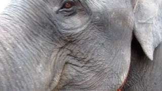 Elephant close-up