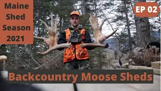 Backcountry Moose Sheds -- Maine Moose Shed Hunting 2021 EP 02 -- Beyond The Boundaries