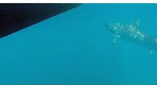 Great White Shark in the Florida keys caught on camera!
