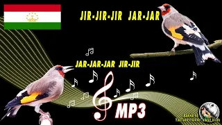 Top best singing gray-headed goldfinches of Tajikistan. Song for training young goldfinches